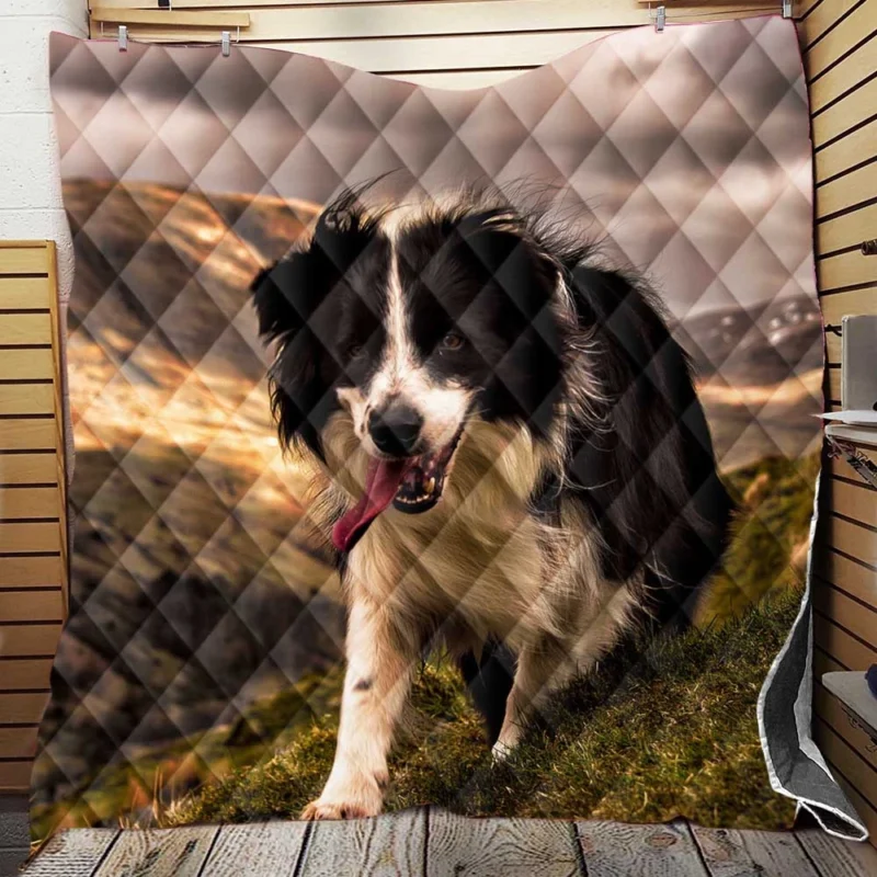 Bright and Playful Border Collie: Border Collie Quilt Blanket