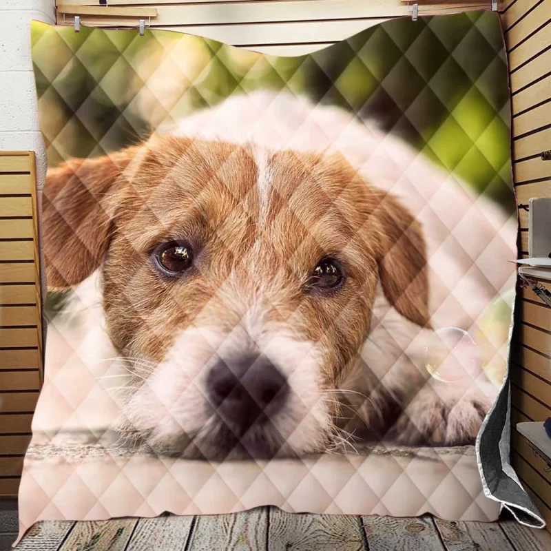 Bubbly Quartet of Fun: Jack Russell Terriers Quilt Blanket