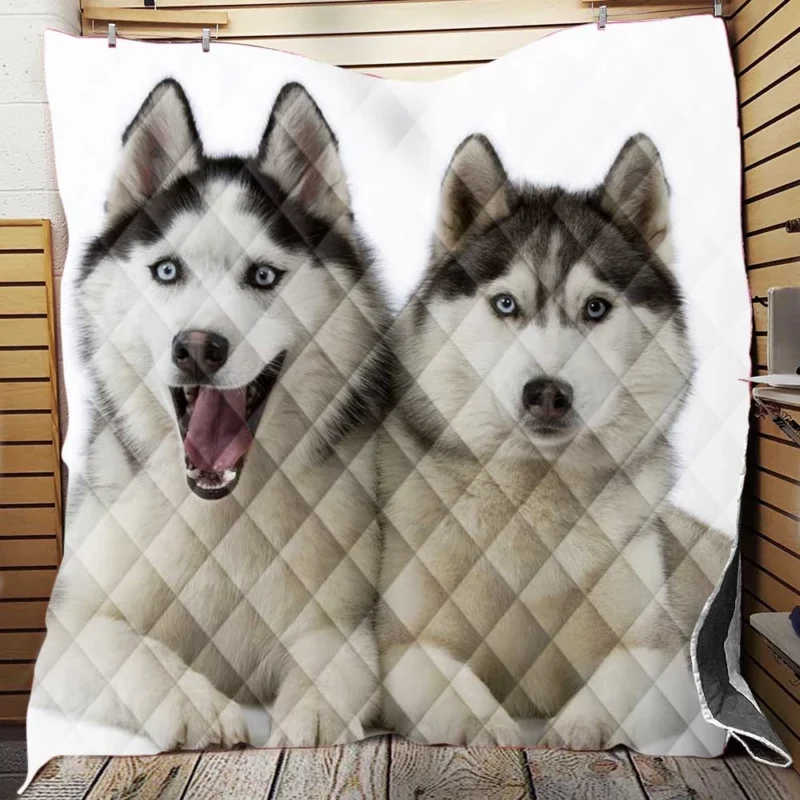 Canine Adventure Captured: Husky Quartet Quilt Blanket