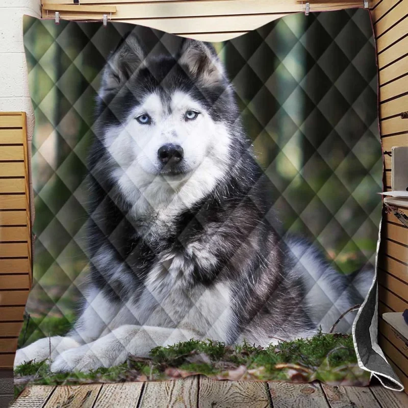 Canine Elegance: Beautiful Husky Bokeh Quilt Blanket