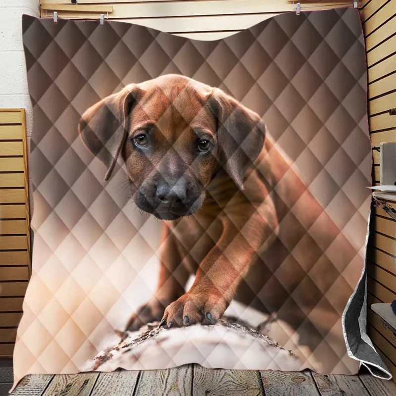 Canine Elegance: Rhodesian Ridgeback Quartet Quilt Blanket