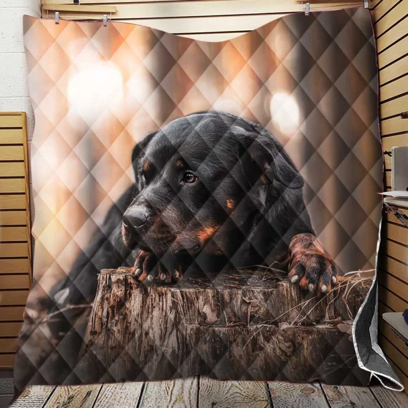 Canine Majesty: Rottweiler Quartet Quilt Blanket