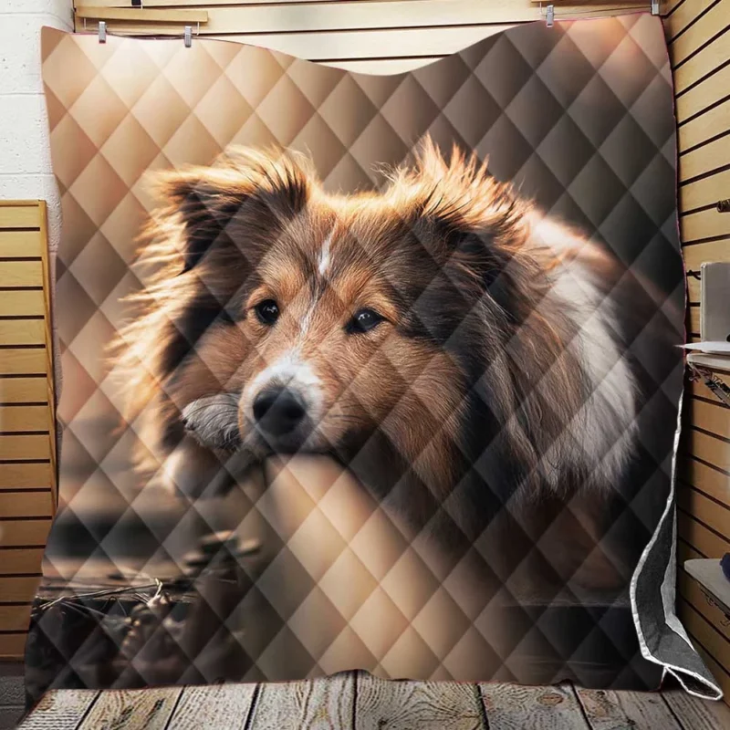 Canine Majesty: Scottish Shepherd Quartet Quilt Blanket