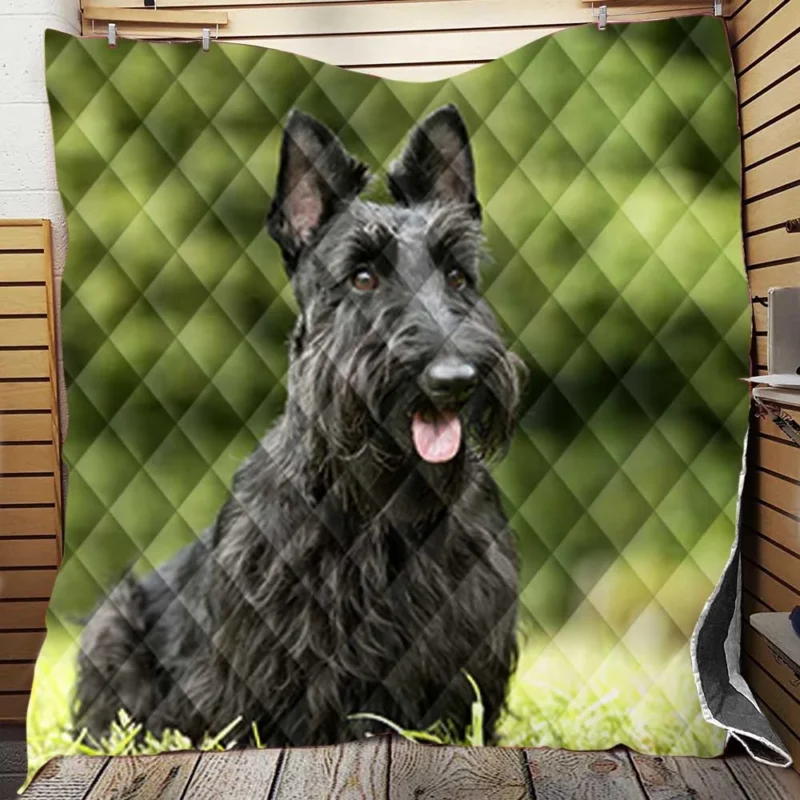 Charming Scottish Terrier Gathering Quilt Blanket