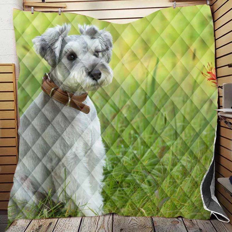 Clipped Schnauzer Dog: Schnauzer Quartet Quilt Blanket