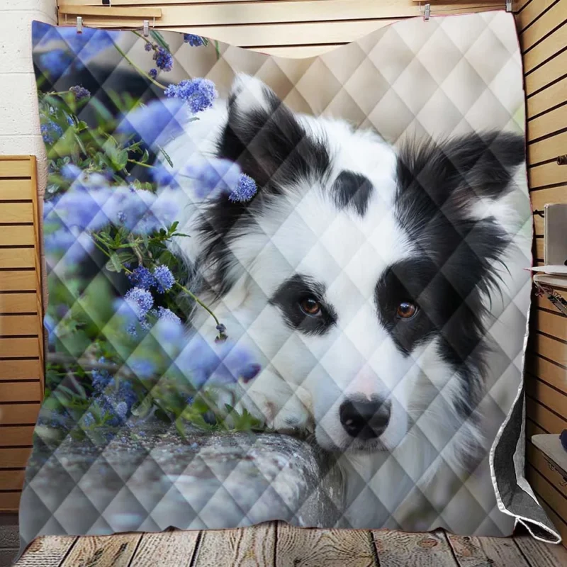 Collie Beauty with Depth Of Field and Blue Flower: Border Collie Quilt Blanket