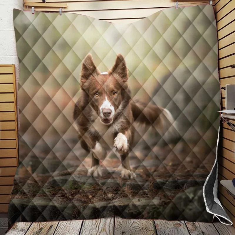 Collie Elegance in Depth Of Field: Border Collie Quilt Blanket