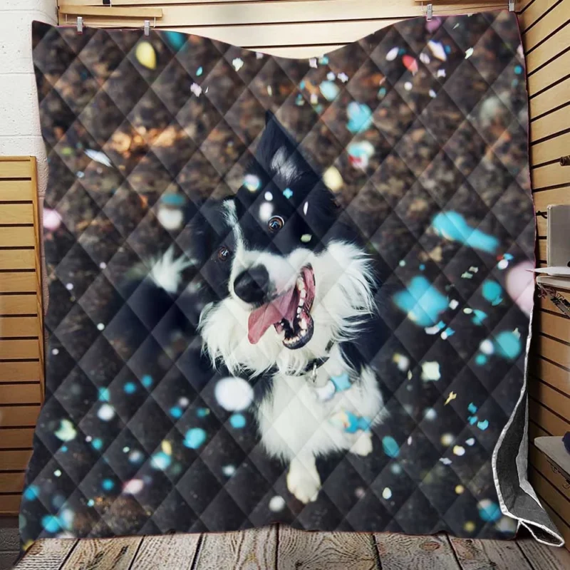 Confetti Fun with Border Collie Muzzle Quilt Blanket