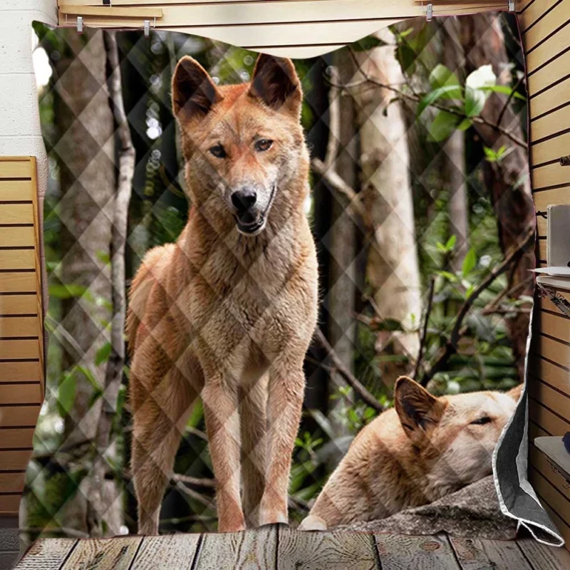 Cute Australian Dingoes in the Wild: Dingo Quartet Quilt Blanket