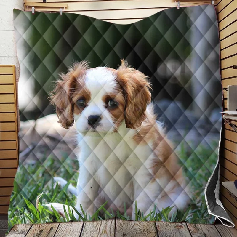 Cute Cavalier Quartet: King Cavalier Spaniel Puppies Quilt Blanket