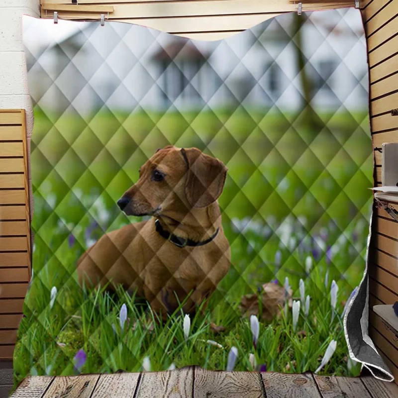 Cute Dachshund Delight: Fourfold Quartet Quilt Blanket