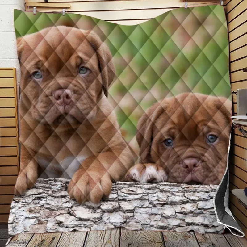 Cute Mastiff Puppies: Dogue de Bordeaux Quartet Quilt Blanket