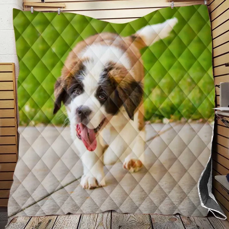 Cute Puppies: Saint Bernard Quartet Quilt Blanket