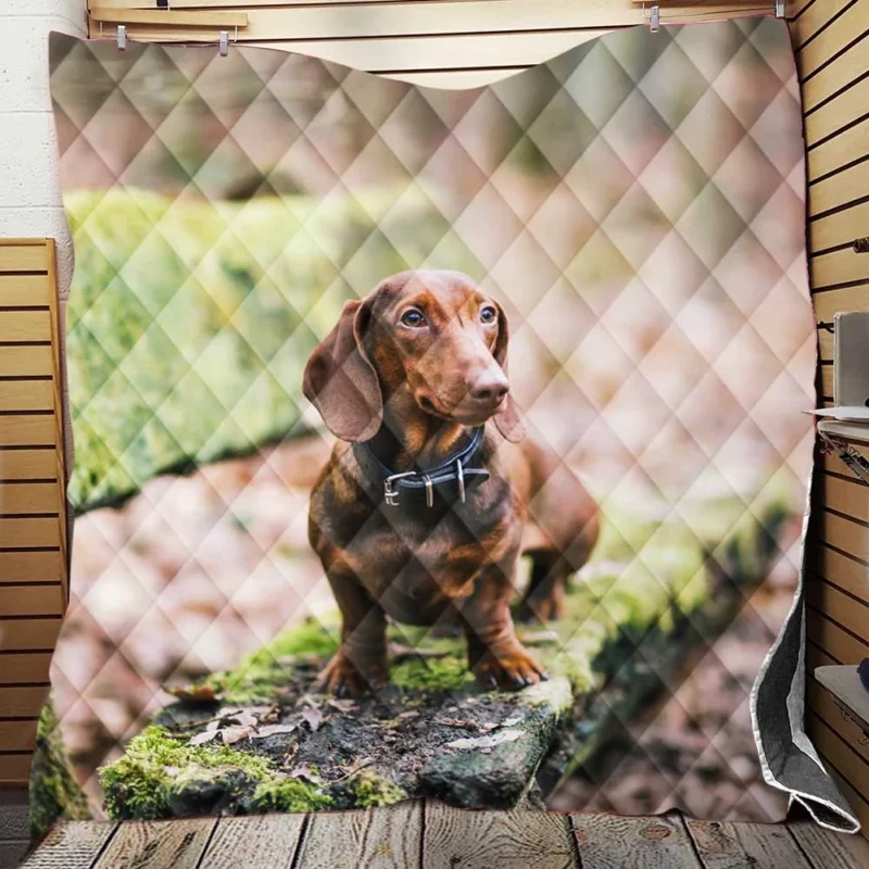 Dachshund Posing on a Bench: Quartet Quilt Blanket