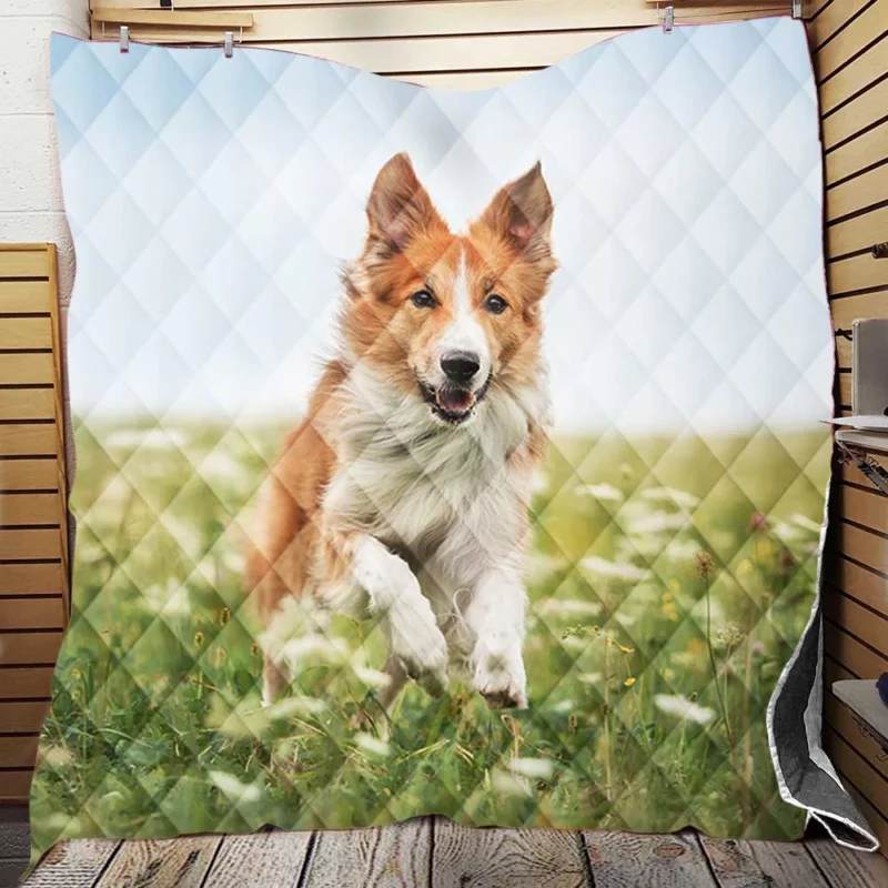 Depth Of Field Beauty in the Field with Border Collie Quilt Blanket