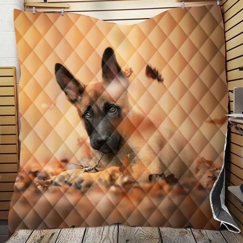 Depth Of Field and Fall Beauty: Belgian Malinois Puppy Quilt Blanket