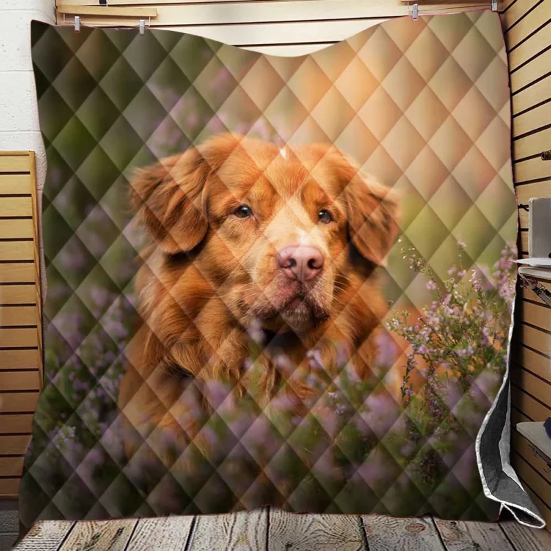 Depth of Field: Nova Scotia Duck Tolling Retriever Quartet Quilt Blanket