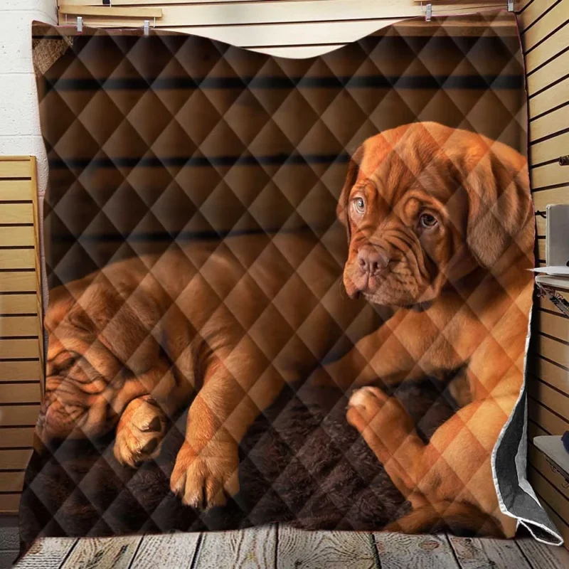 Dogue de Bordeaux Puppies in Bauble: Quartet Quilt Blanket