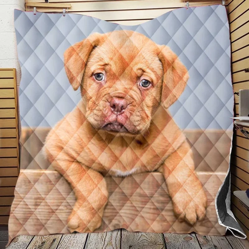 Dogue de Bordeaux Puppy in a Bauble: Quartet Quilt Blanket