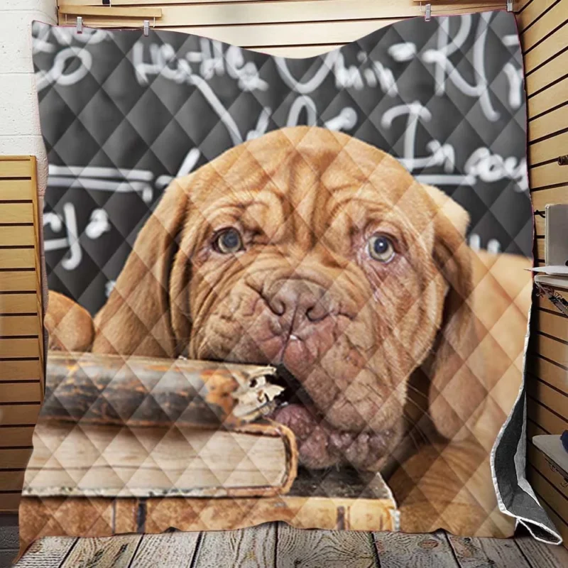 Dogue de Bordeaux Puppy with Muzzle and Book: Quartet Quilt Blanket