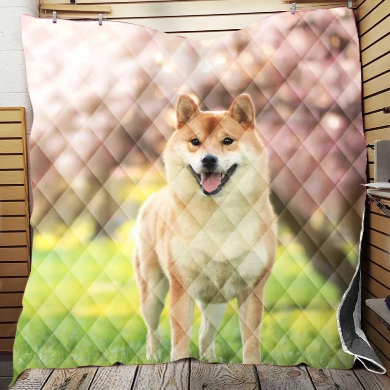 Dreamy Depth of Field: Shiba Inu Quartet Quilt Blanket