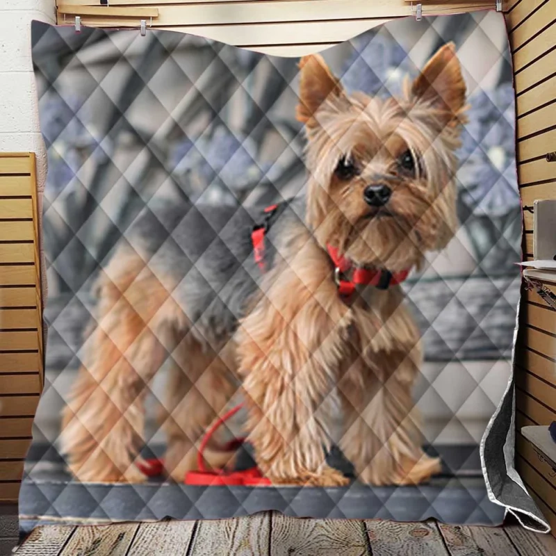 Enchanting Elegance: Silky Terrier Quartet Quilt Blanket