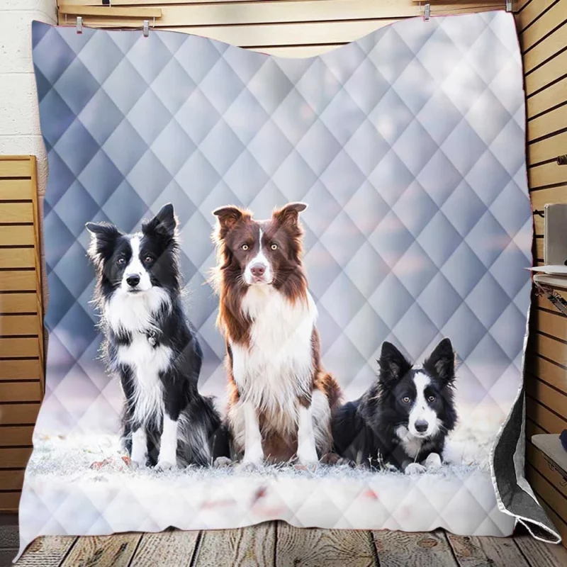 Energetic Trio of Border Collies Quilt Blanket