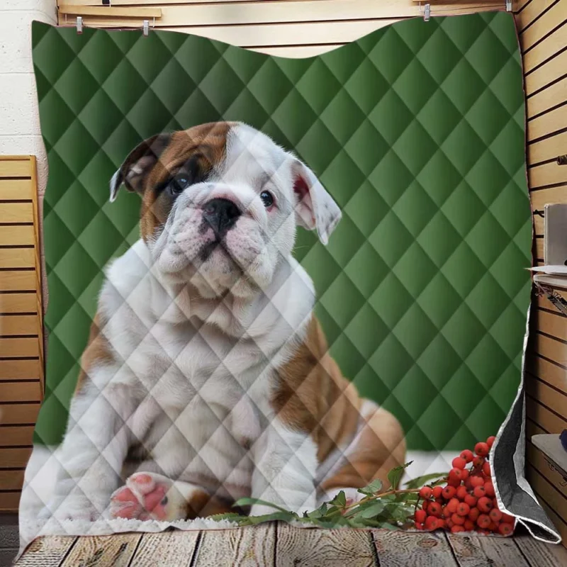 English Bulldog Puppies: English Bulldog Quartet Quilt Blanket