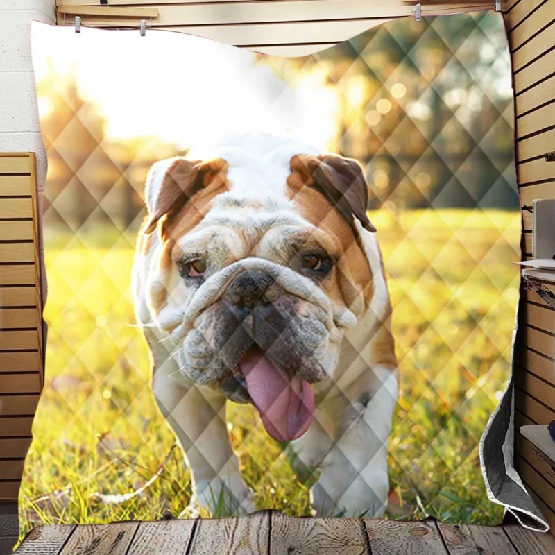 English Bulldog in Sunny Grass: English Bulldog Quartet Quilt Blanket