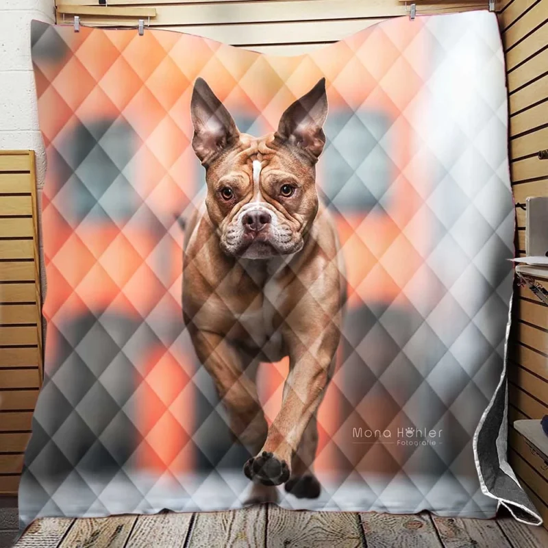 English Bulldog with Muzzle and Blur: English Bulldog Quartet Quilt Blanket