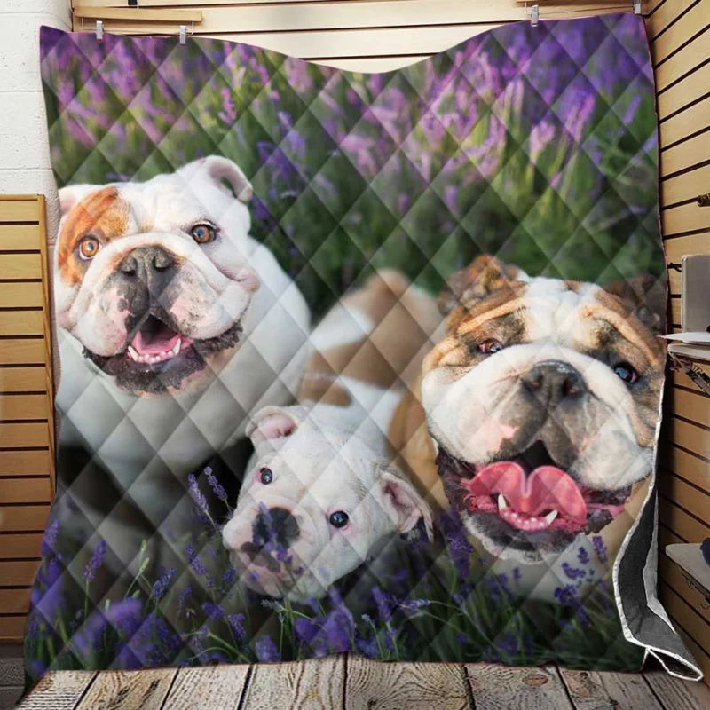 English Bulldog with Purple Flowers: English Bulldog Quartet Quilt Blanket