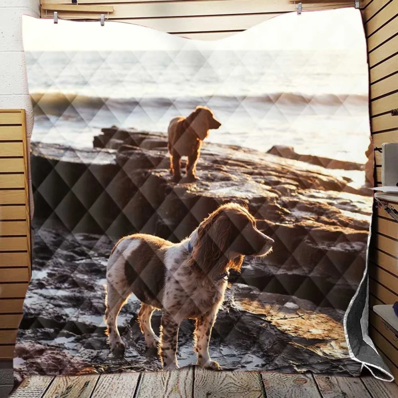 English Springer Spaniel at the Beach: Quartet Quilt Blanket