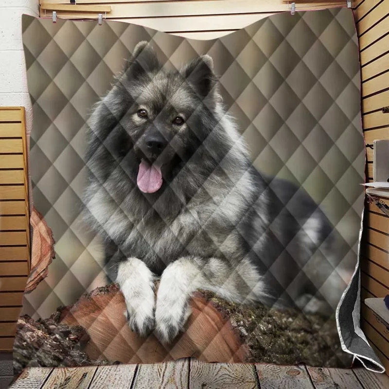 Eurasier Charm: Captivating and Enigmatic Quilt Blanket