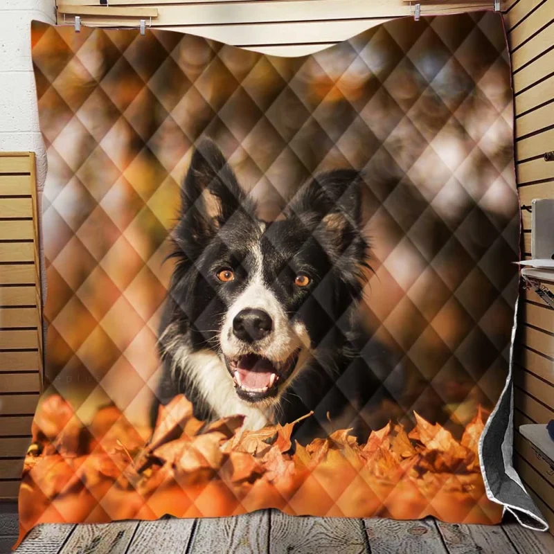 Fall Beauty with Bokeh Leaves and Depth Of Field: Border Collie Quilt Blanket