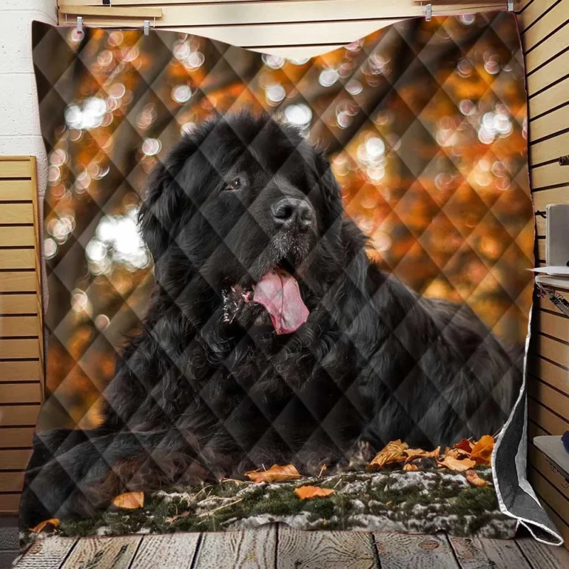 Fall Depth: Newfoundland Quartet in Field Quilt Blanket