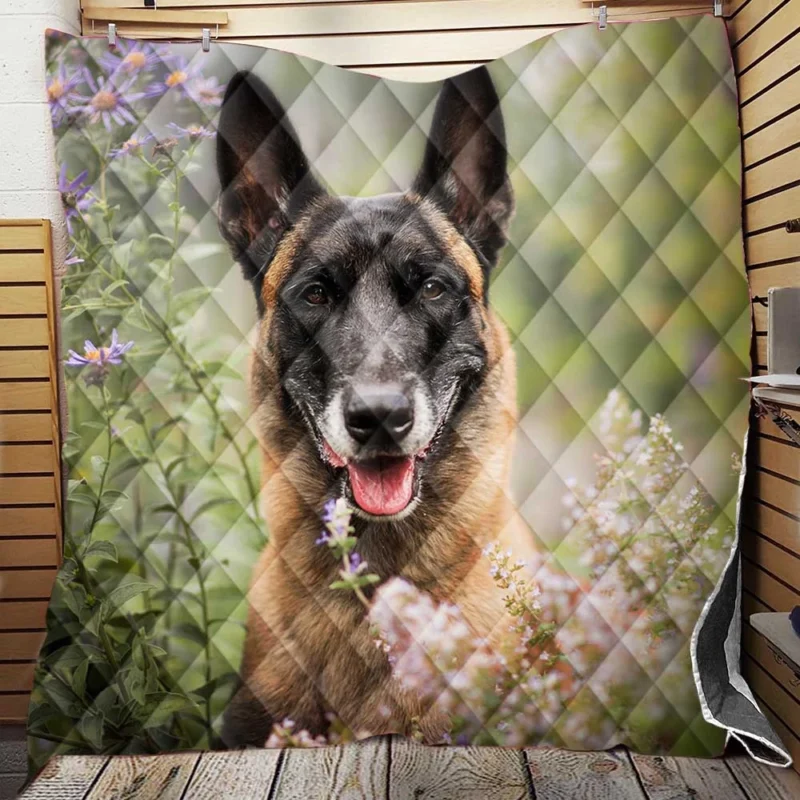 Flower and Malinois Beauty: Belgian Malinois Quilt Blanket