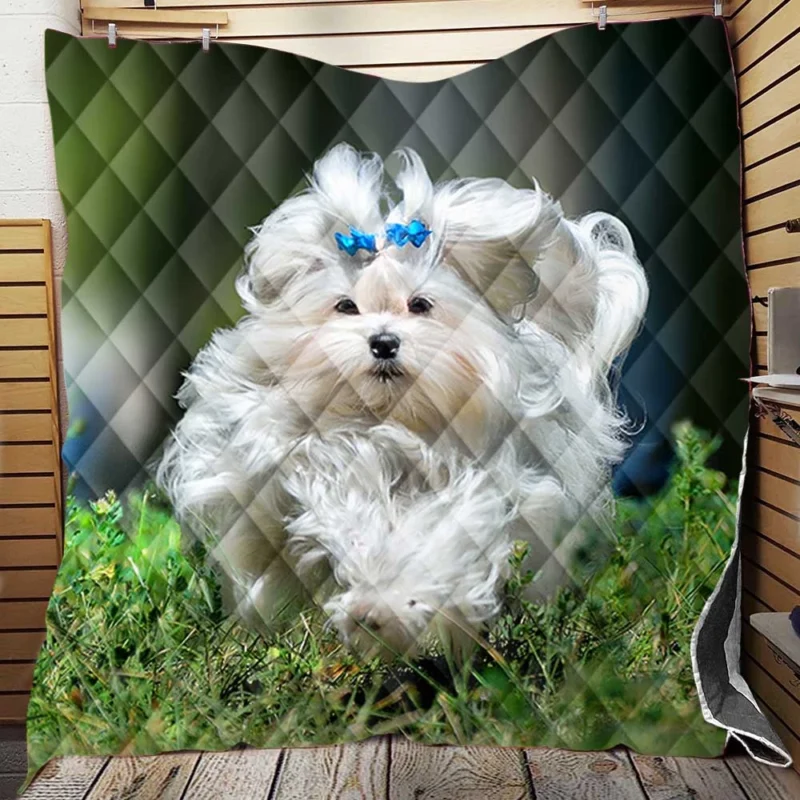 Fluffy Canine Companions: Maltese Quartet Quilt Blanket