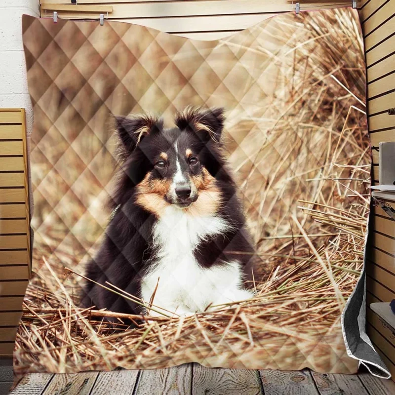 Fluffy Collie Cuteness: Rough Collie Quartet Quilt Blanket