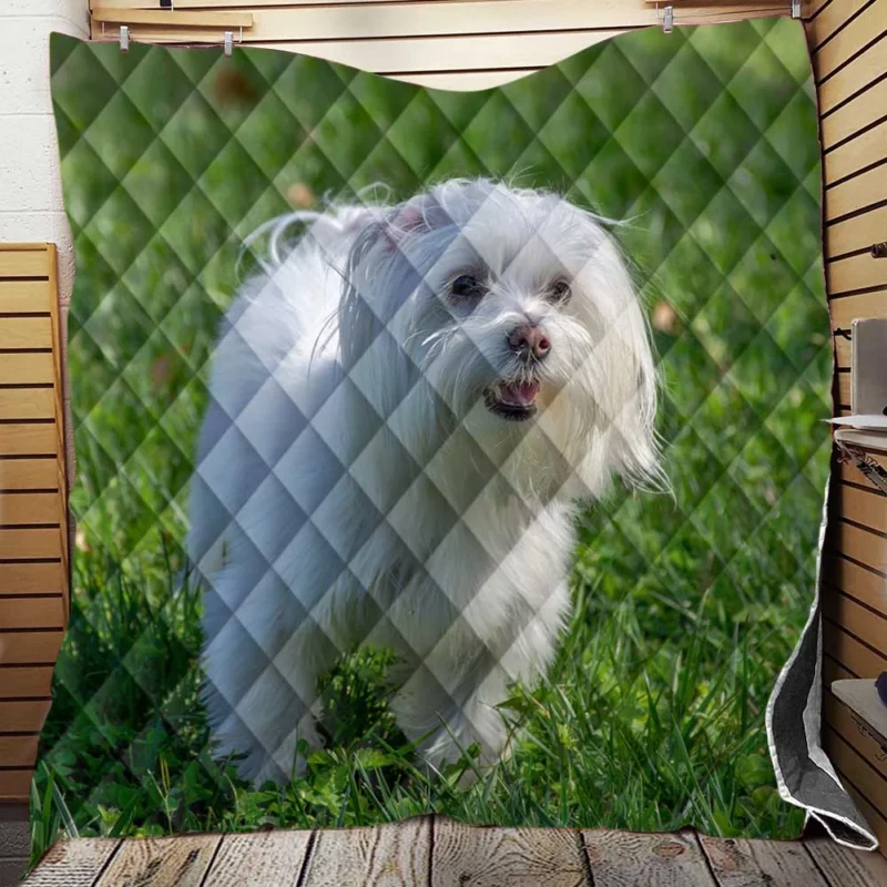 Fourfold Canine Beauty: Maltese Quartet Quilt Blanket