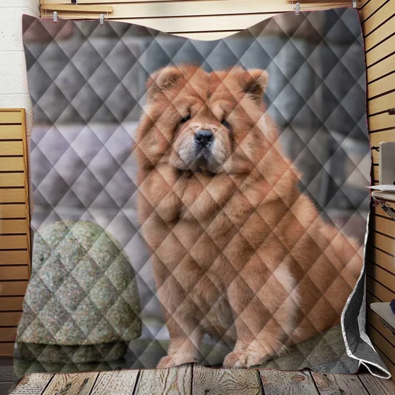 Fourfold Chow Chow Beauty Quilt Blanket