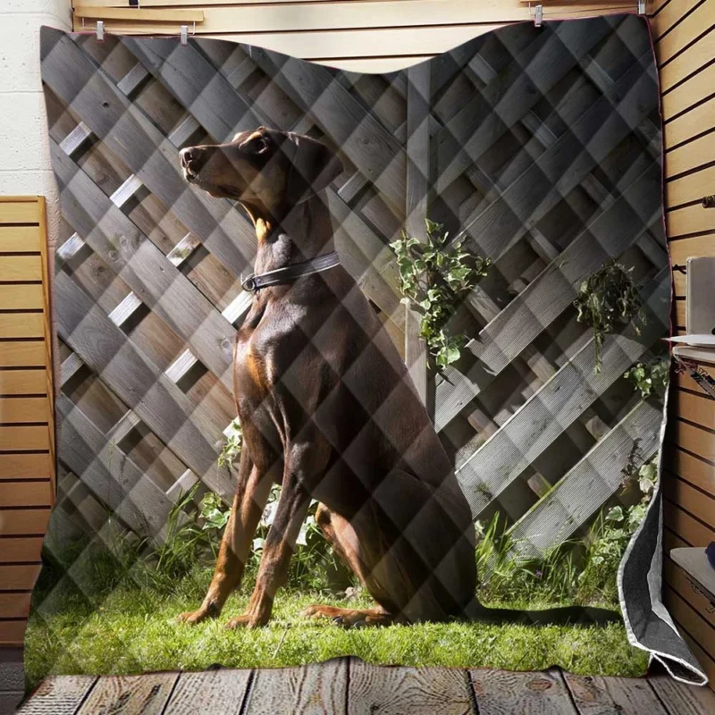 Fourfold Doberman Pinscher Beauty: Doberman Pinscher Quartet Quilt Blanket