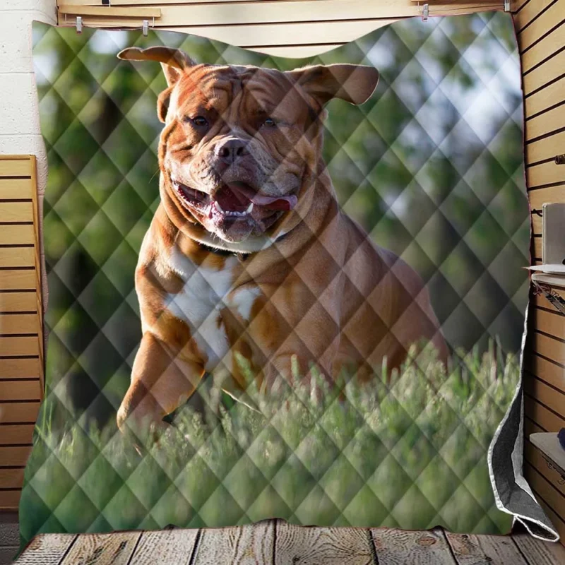 Fourfold Dogue de Bordeaux Beauty: Quartet Quilt Blanket