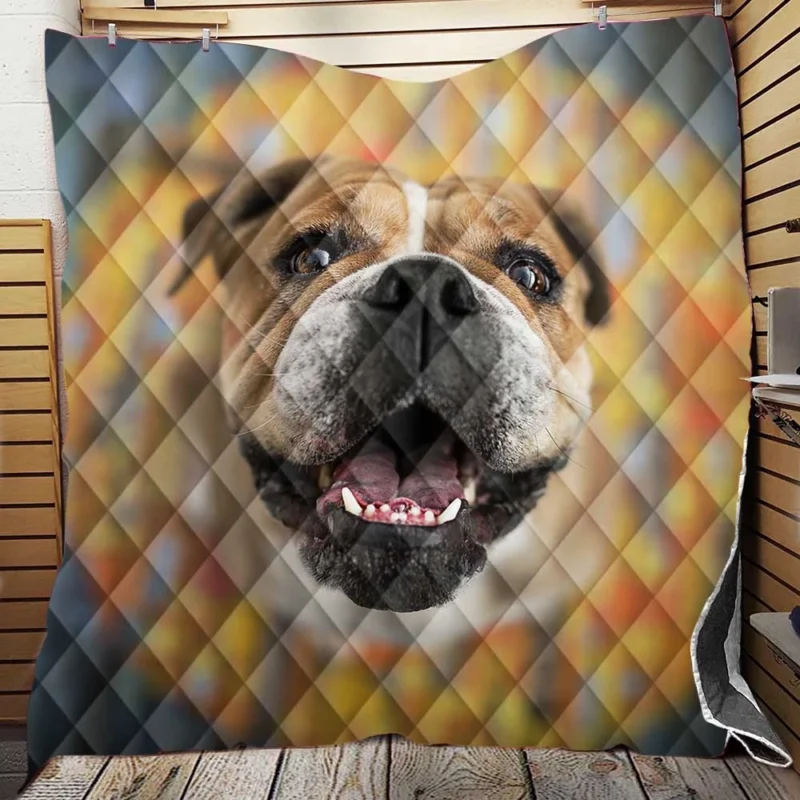 Fourfold English Bulldog Elegance: English Bulldog Quartet Quilt Blanket