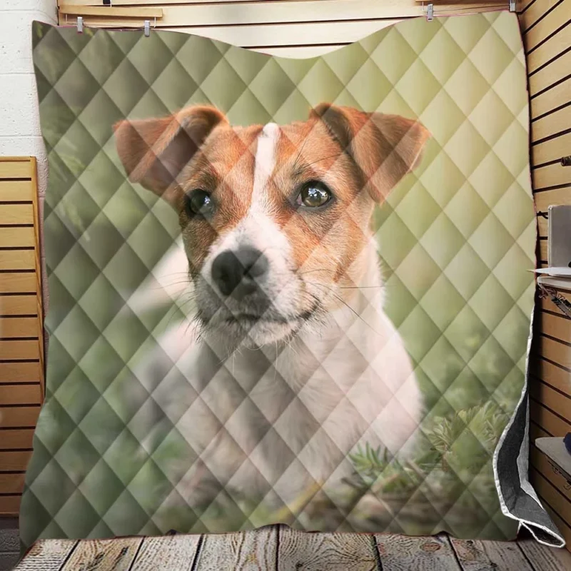 Fourfold Terrier Charm: Jack Russell Terriers Quilt Blanket
