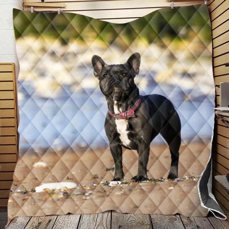 French Bulldog Bliss: Breathing Life into Stillness Quilt Blanket