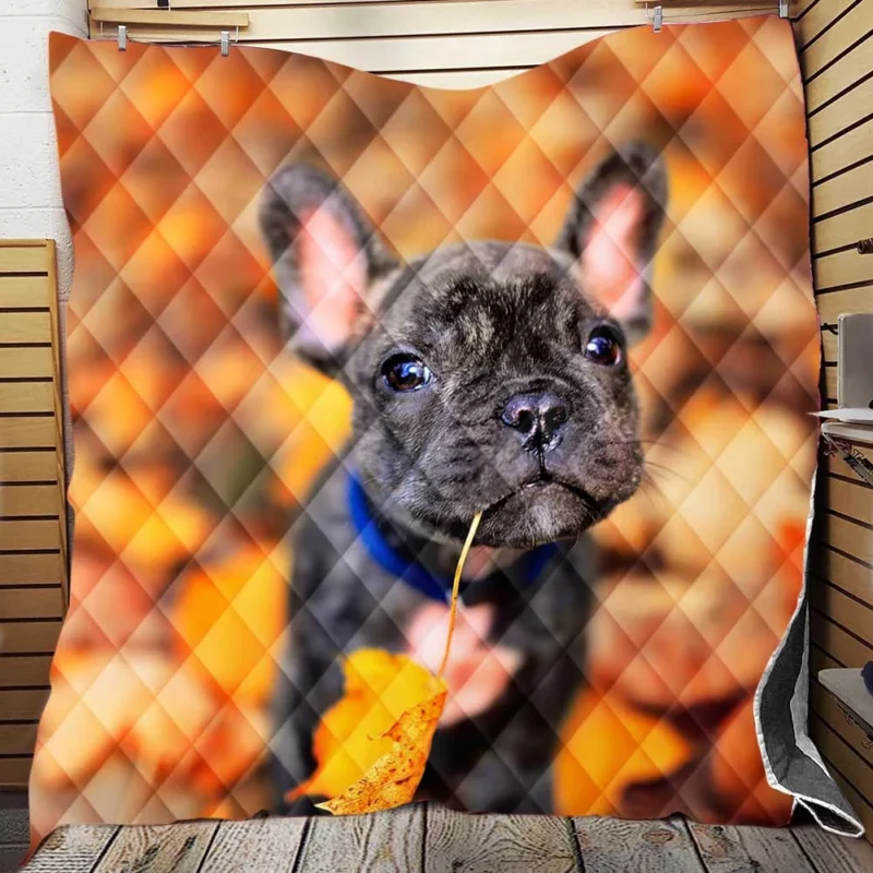 French Bulldog Charisma: A Portrait of Perfection Quilt Blanket