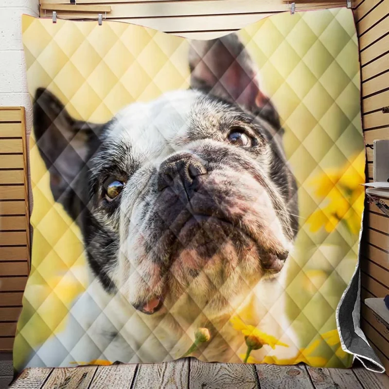 French Bulldog Essence: A Captivating Breed Quilt Blanket