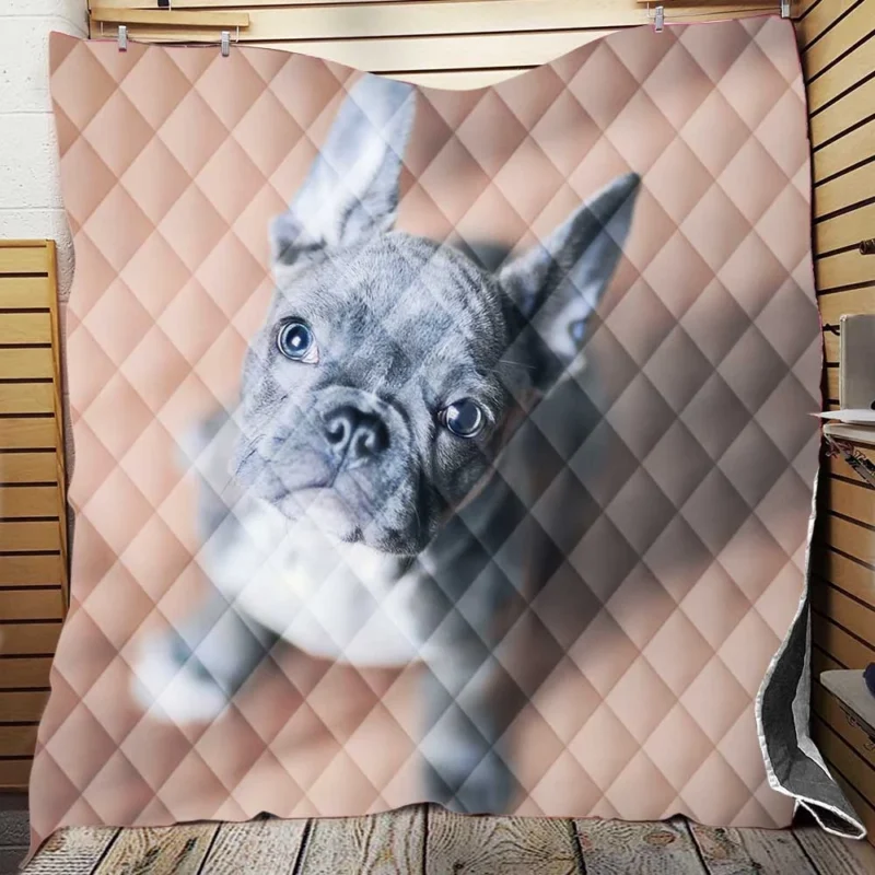 French Bulldog Grace: A Breed Beyond Compare Quilt Blanket