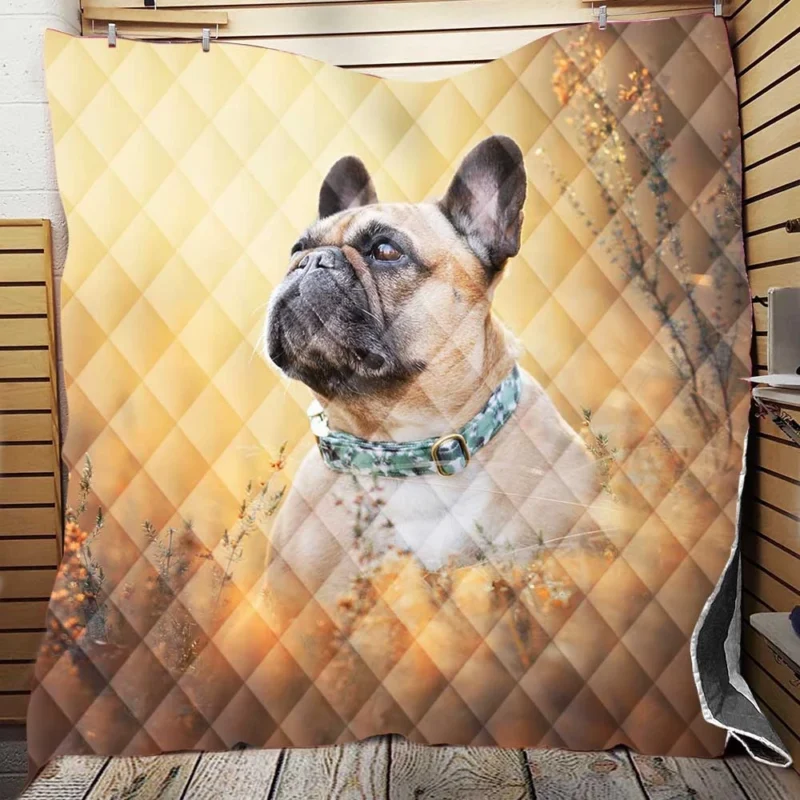 French Bulldog Journey in Breeds Quilt Blanket