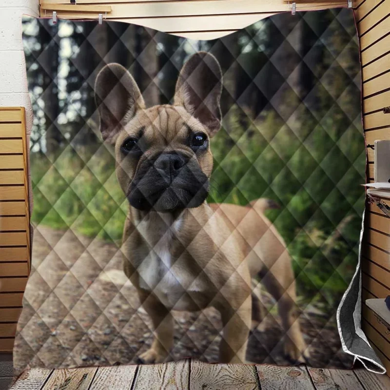 French Bulldog Path: Puppy Adventure in Nature Quilt Blanket